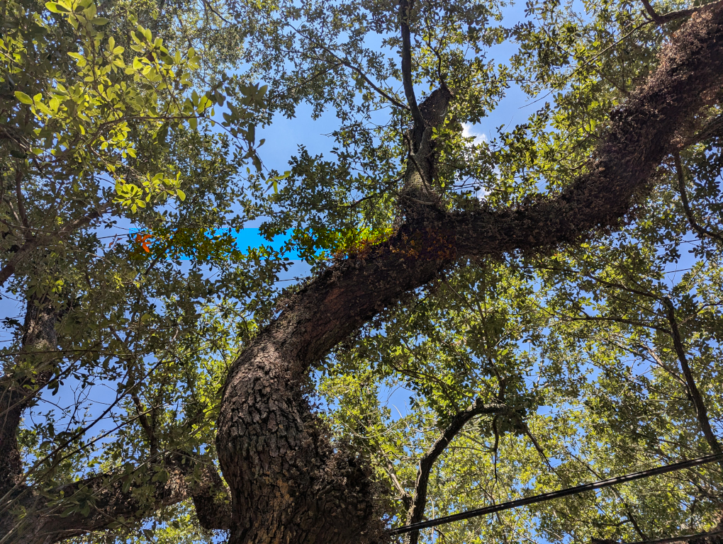 Fractal - The Nine Quintillion Names Of God.mp3